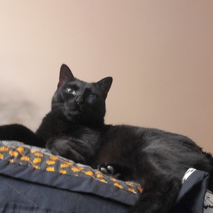 Mara Collins Marzocchi